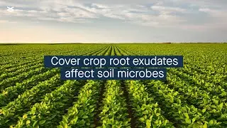 Cover crop identity affects agricultural soil microbial community through root exudates