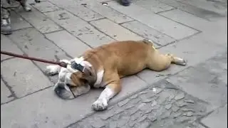 Amusing Dog Walking Incidents &ndash; Cute Compilation :D