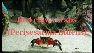 Red claw crabs ( Perisesarma Bidens)