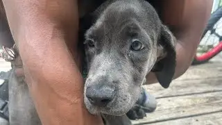 CANE CORSO PUP STAR FIRST TIME GETTING A BATH/SHOTS #puppy #canecorso (sold)