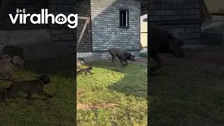 Puppies Chasing After Dad || ViralHog