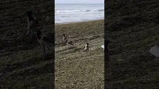 The Sea ,Sodium algae and Crows! Море ,водоросли Кодиум и Вороны!