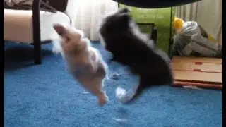 Bunny Fight
