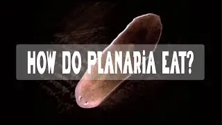 How does a Planarian eat?