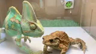【閲覧注意】カエルに目がないエボシカメレオン！！さすがにその大きさのカエルは食べられないでしょ&hellip;(ﾟДﾟ;)！　＜生物観察　昆虫バトル　爬虫類　捕食　飼育　エボシカメレオン　ヒキガエル＞