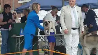 2025 Dogs Victoria NYE AM Show - BEST IN SHOW