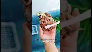 Rare Turtle Species You&rsquo;ve Never Seen BeforeHashtags:#TurtleFacts #RareAnimals #WildlifeMystery