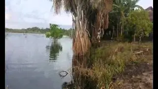 Catching Loricariids on the Atabapo -Sep 2014