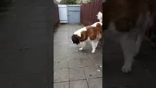 Московская сторожевая собака. Видео с милой собакой. Moscow Guard Dog. Video with a cute dog. #dog