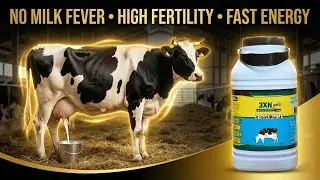 3XN GOLD: How This Positive Energy Balance Tonic Protects Dairy Animals
