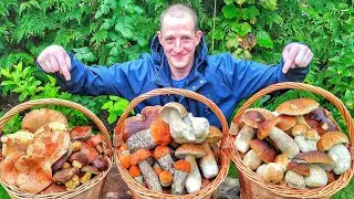 Hr&iacute;by Huby Houby | 14.10.2022 | PLN&Eacute; KO&Scaron;E H&Uacute;B | Obrovsk&eacute; huby v lesoch! |  nahuby | Hřiby Grzyby