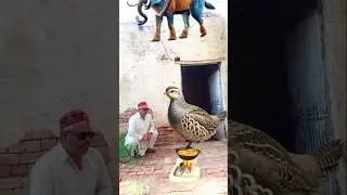 #islamic #islamicvfx #islamicvideo #shorts #deut #youtubeshorts #trending #viralshort #vfx #fyp