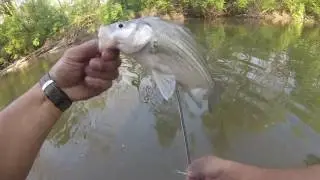 Fly Fishing Indiana White Bass Part 2
