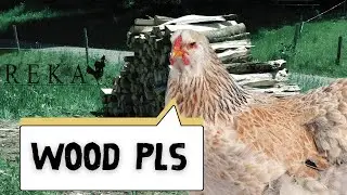 REKA - Part 4 - Wood for My Chicken Home Pls