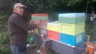 الجديد في تربية الملكات
