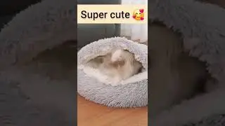 The Coziest Bed for Your Fur Baby! 🐾 | PurrNest 2-in-1