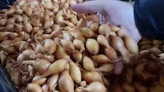 2023 03 13 Лук севок Стурон