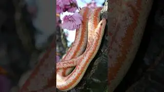 Lichanura | Terrifying Snakes That Are Actually Friendly