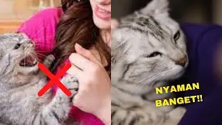 3 TIPS AGAR KUCING DIGENDONG BISA NYAMAN DAN TENANG