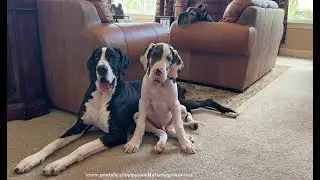 Clever Great Dane Puppy Sits & Sets Up Picture Perfect 13 Week Family Portrait
