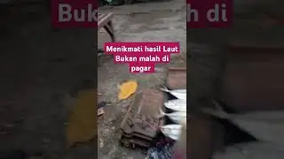 Stop pemagaran laut #birds #birdslover #pemagaranlaut #laut #oligarki #pix2