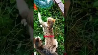 THESE CATS HAVE THEIR OWN PERSONAL FISHERMAN! #animals #animalshorts #funny