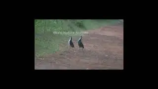 White-Breasted Water Hens walking the mating ritual #shorts