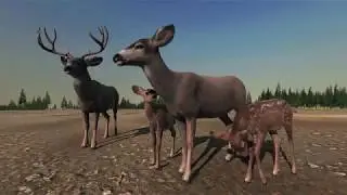 A Mule Deer Family