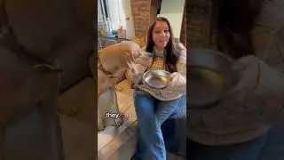 Dog bowl hygiene:
