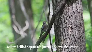 Yellow-bellied sapsucker Sphyrapicus varius juvenile slide show/video Montezuma, New York 8/27/2022