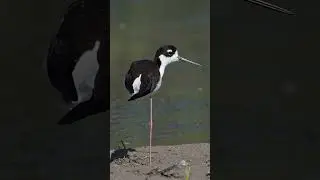 The Secret Reason These Birds Hide One of Their Legs #AnimalFacts #Wildlife