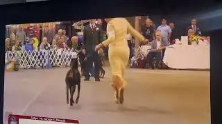 Doberman Nationals 2025! Rogue in Best of Breed Competition