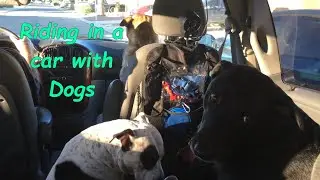 Riding in a car with Dogs