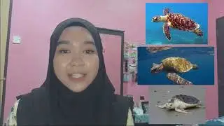 BDY422 PRESENTATION CASE STUDY OF ENDANGERED ANIMAL : SEA TURTLES