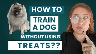 Training a Dog Without Treats | Reactive Dog Training Field Trip with Evie the Keeshond 