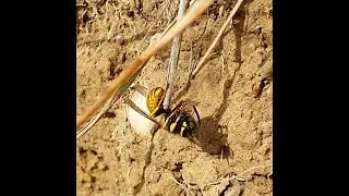 German wasp catches sweat bee