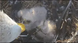 SWFL Eagles ~ M15 Brings A Bird! Feathers Flying All Over The E's! 😊 F23 Preps Her Prey! 12.21.24