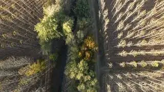OTO&Ntilde;O EN FONELAS