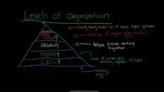 Life Science Lesson 1: Intro To Cells | Conquer The Concept! | Educational Video
