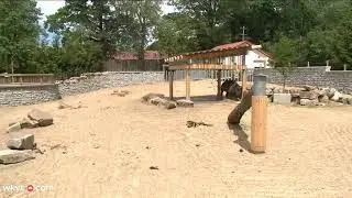Cleveland Zoo unveils new rhino habitat