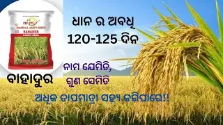 Best Paddy Variety ||  Bahadur Paddy Seeds ||@krushakmitra26  || MM seeds ||