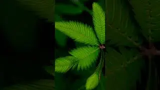 छुईमुई (Chhuimui plant) #plants #3d #animation #3danimation #viral #shortvideo #shorts #viralshorts