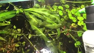 Treating algae with hydrogen peroxide during a water change