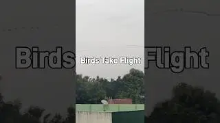 #birdstakeflight #birds #flight