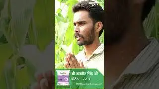 Nutritop NT-006 Hybrid Fodder Maize Seed  || SVHSPLगर्मी और खरीफ की बुवाई के लिए उपयुक्त