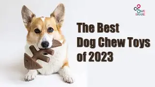 Top 5 Best Dog Chew Toys You Can Buy on Amazon || Best Dog Chew Toys on Amazon || We Share