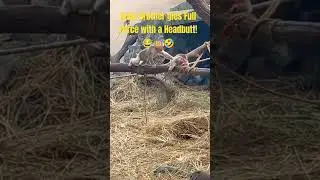 Monkey Baby Tried to Knockout Big Brother with Headbutt! 😆 #funny #animals #nature #wildlife #shorts
