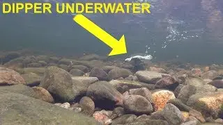 Dipper Flying Underwater