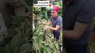 My Snake Plants Creations #hermiesonajo  #shorts #fyp