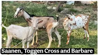Saanen and Toggen Cross and Barbare male kids at Aurangabad Maharashtra 